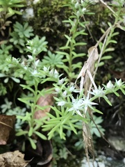 Sedum nevii