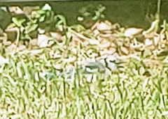 Cyanocitta cristata image