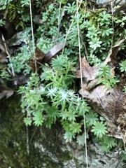 Sedum nevii