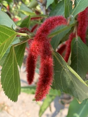 Acalypha hispida