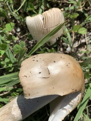 Amanita populiphila