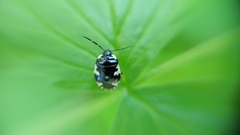 Tritomegas rotundipennis