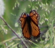 Danaus plexippus
