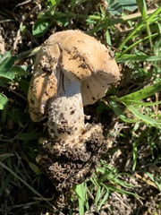 Amanita populiphila