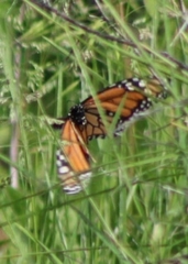Danaus plexippus