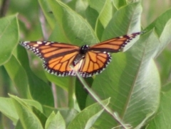 Danaus plexippus