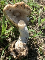 Amanita populiphila