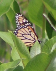 Danaus plexippus