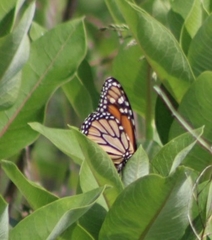 Danaus plexippus