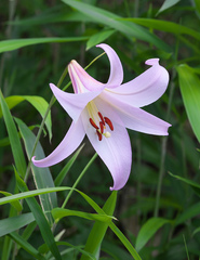 Lilium japonicum