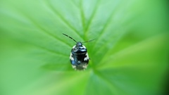 Tritomegas rotundipennis