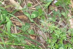 Trifolium striatum