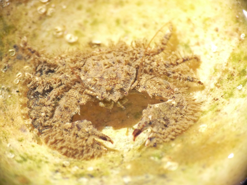 Porcellana