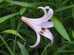 Lilium japonicum
