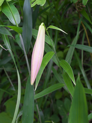 Lilium japonicum