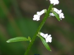 Anarrhinum laxiflorum