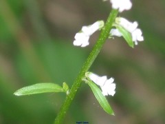 Anarrhinum laxiflorum