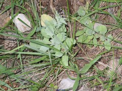 Centaurea jaennensis