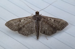 Herpetogramma sphingealis