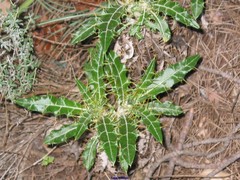 Ptilostemon hispanicus