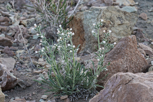 Oreocarya tenuis