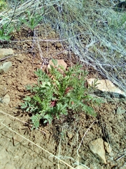 Sanguisorba occidentalis