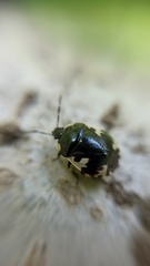 Tritomegas rotundipennis