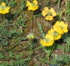Hippocrepis eriocarpa
