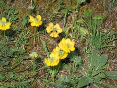 Hippocrepis eriocarpa
