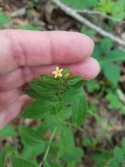 Lithospermum tuberosum