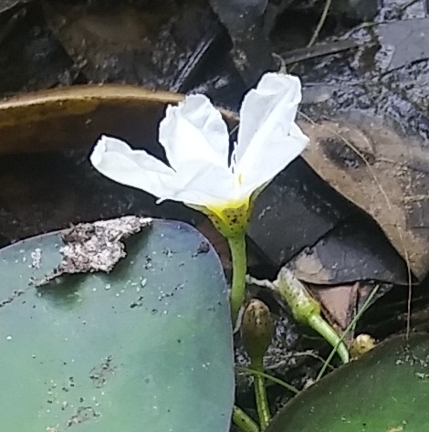 Image of Nymphoides aquatica by (c) Jochen Essig, some rights reserved (CC BY)