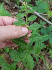 Lithospermum tuberosum