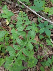 Lithospermum tuberosum