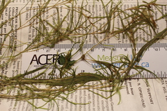 Potamogeton spirillus