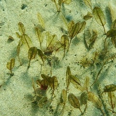 Halophila ovalis