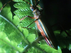 Chlorida costata