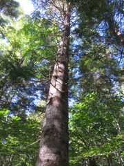 Abies balsamea image