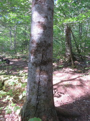 Abies balsamea image