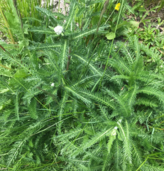 Achillea millefolium