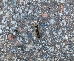 Lymantria dispar asiatica