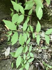 Philadelphus hirsutus