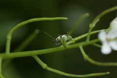 Calocoris alpestris