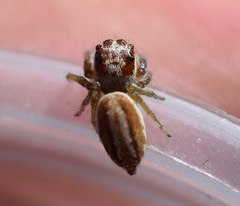 Opisthoncus alborufescens