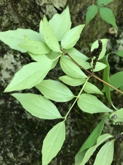 Philadelphus hirsutus