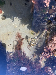 Oligocottus maculosus