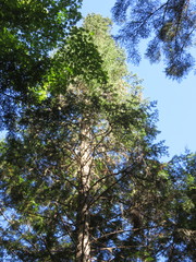 Abies balsamea image