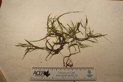 Potamogeton spirillus