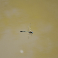 Hemicordulia asiatica