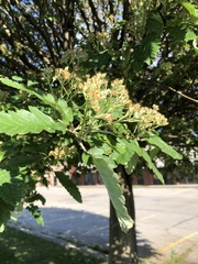 Scandosorbus