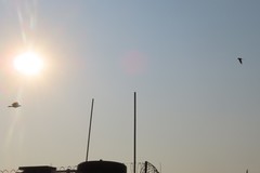 Toxostoma curvirostre